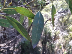 Eucalyptus subcrenulata