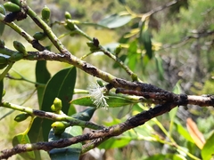 Eucalyptus subcrenulata