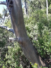 Eucalyptus subcrenulata
