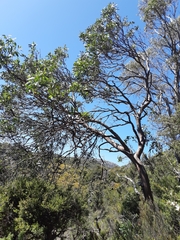 Eucalyptus subcrenulata