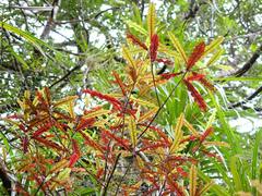 Quintinia serrata