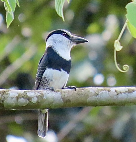White-necked Puffbird (Notharchus hyperrhynchus), photo 4