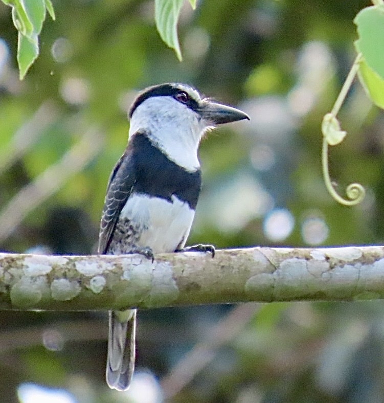 White-necked Puffbird (Notharchus hyperrhynchus), photo 4