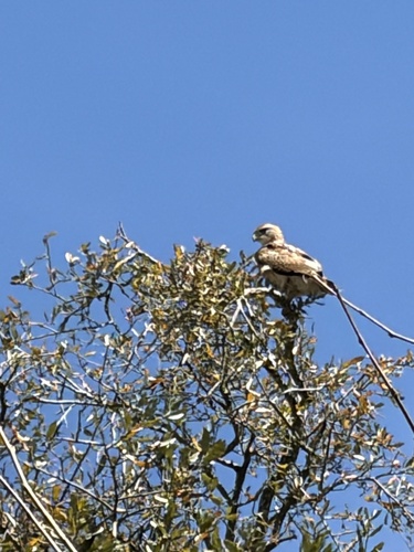 Red-tailed Hawk