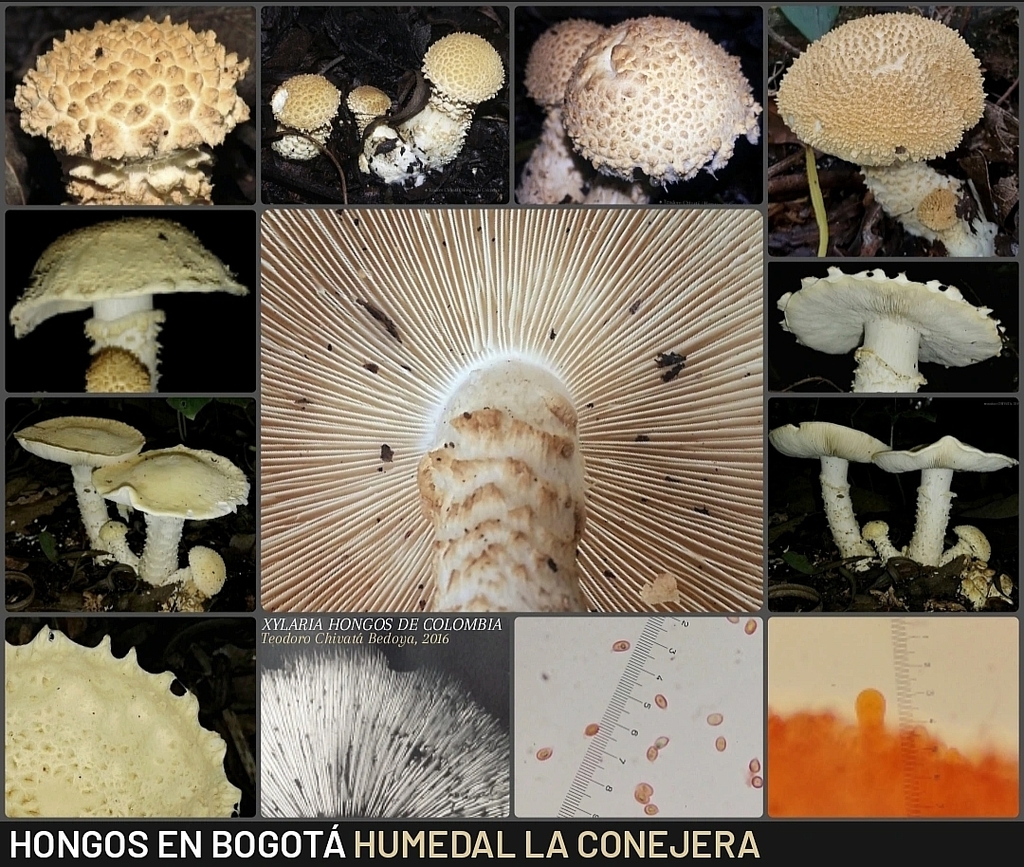 Cercopemyces crocodilinus