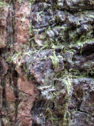 Metalejeunea cucullata observed 2026-02-19