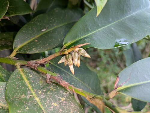 Diospyros blancoi observed 2026-02-19