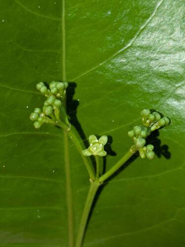 false olive (Elaeodendron orientale)