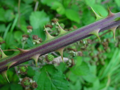 Rubus winteri