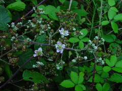 Rubus winteri