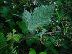 Rubus winteri