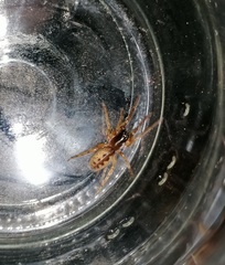Segestria senoculata