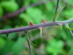 Rubus winteri