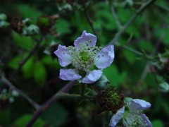 Rubus winteri