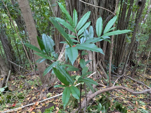 Diospyros blancoi observed 2026-02-19