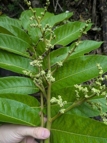 Tahitian Rhus (Rhus taitensis)
