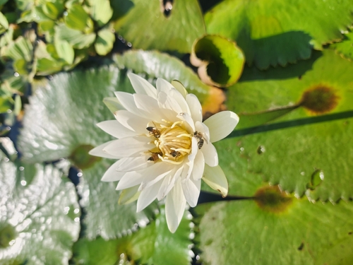 Dotleaf Waterlily (Nymphaea ampla)