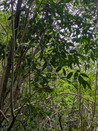 Hiptage benghalensis observed 2026-02-19