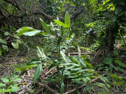 Diospyros blancoi observed 2026-02-19