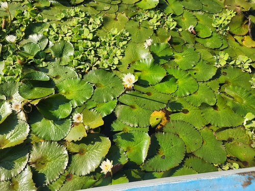 Flor de agua (Nymphaea ampla)