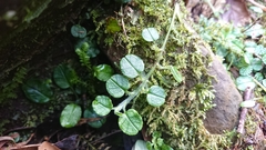 Trigonotis formosana elevatovenosa