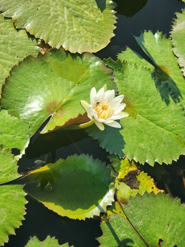 Flor de agua (Nymphaea ampla)