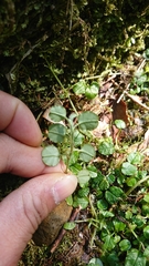 Trigonotis formosana elevatovenosa