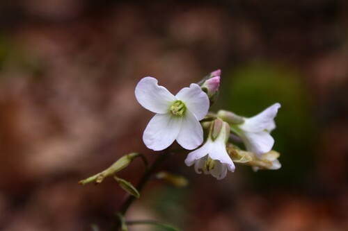 Slender toothwort