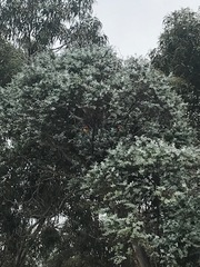 Platycercus eximius diemenensis