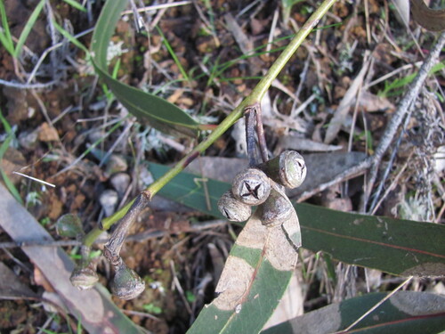 Eucalyptus camaldulensis