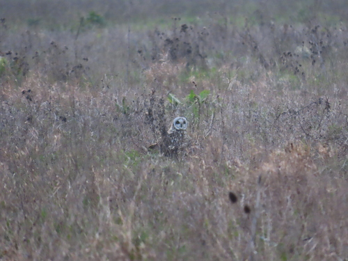 View observation of {o.common_name} on iNaturalist