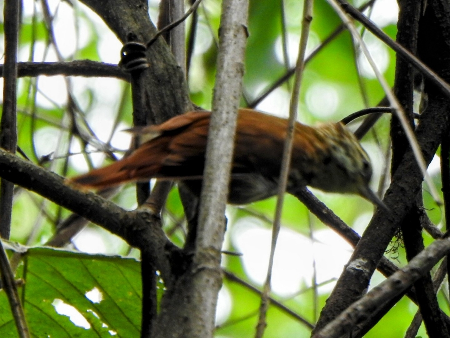 Streaked Xenops (Xenops rutilans), photo 4