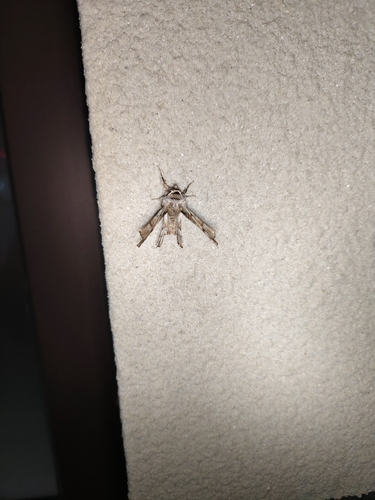 Apochima excavata