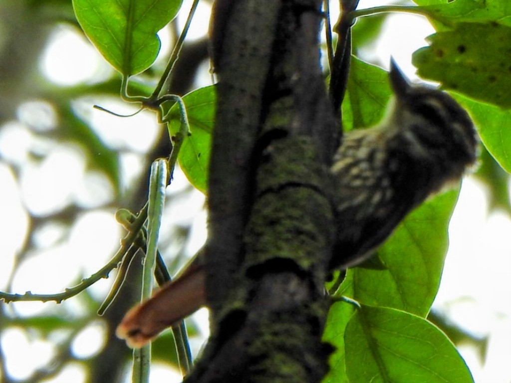 Streaked Xenops (Xenops rutilans), photo 5