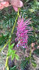 Grevillea acanthifolia