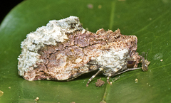 Parerastria castaneata