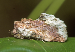 Parerastria castaneata