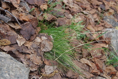 Limnas malyschevii