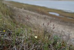 Limnas malyschevii