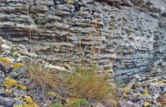 Limnas malyschevii