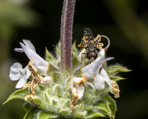Unknown species found near Citrus Heights, Fontana, CA 92336, USA