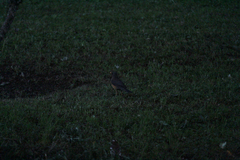Turdus abyssinicus