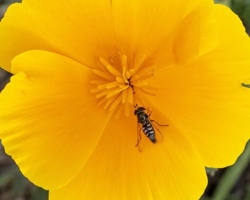 Unknown species found near Citrus Heights, Fontana, CA 92336, USA