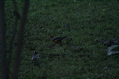 Turdus abyssinicus