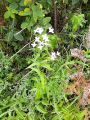 Conostomium natalense