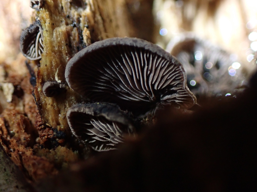 Resupinatus trichotis