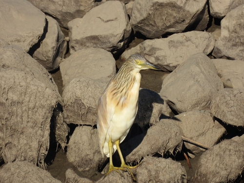 Garcilla cangrejera (Ardeola ralloides)