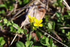 Paysonia lescurii, photograph (c) Dominic, some rights reserved (CC BY)