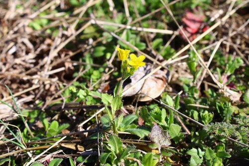 Paysonia lescurii, photograph 6