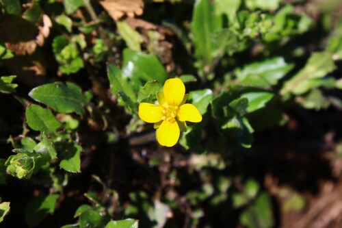 Paysonia lescurii, photograph 3